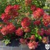 Hydrangea paniculata 'Diamant Rouge' - Aedhortensia 'Diamant Rouge' C5/5L